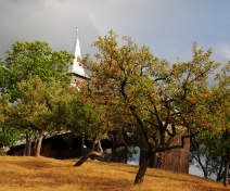 Activităţi şi rezultate proiect